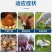 兽用脱霉剂猪用牛羊用饲料添加剂强力饲料脱霉鸡鸭鹅水溶性
