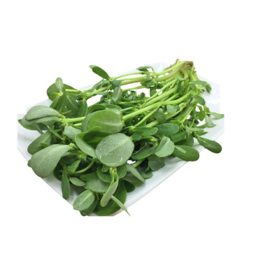 新鲜马齿苋马蜂菜五行草马苋菜现挖蚂蚱菜野菜长寿菜冰鲜