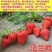 四季草莓苗脱毒盆栽地栽阳台果树苗南北方种植当年结果奶油草