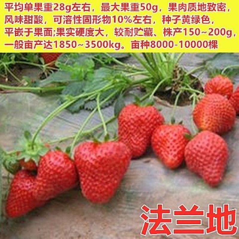 四季草莓苗脱毒盆栽地栽阳台果树苗南北方种植当年结果奶油草