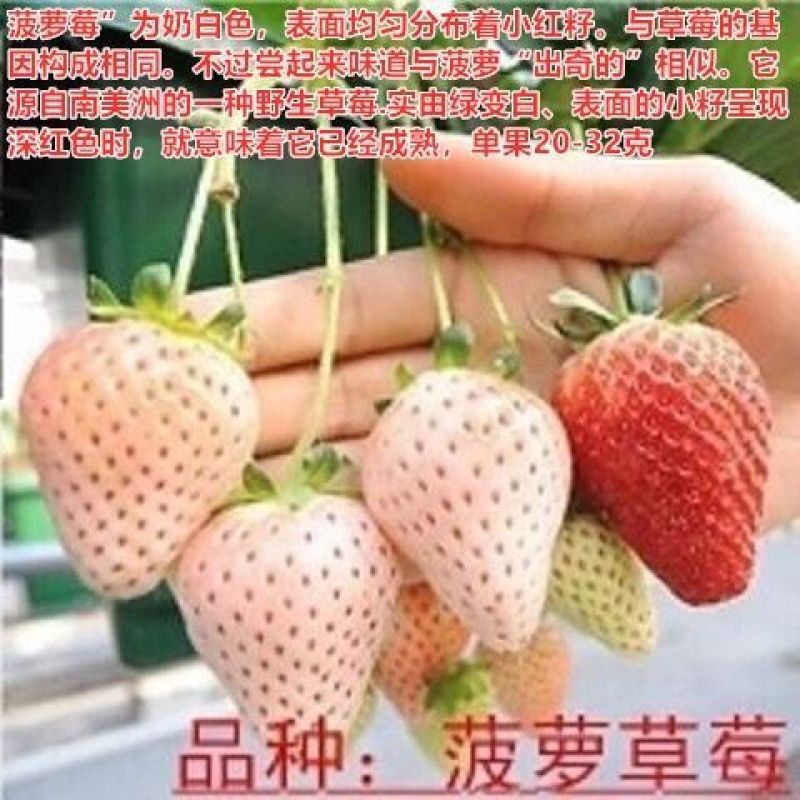 四季草莓苗脱毒盆栽地栽阳台果树苗南北方种植当年结果奶油草