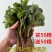四季草莓苗脱毒盆栽地栽阳台果树苗南北方种植当年结果奶油草