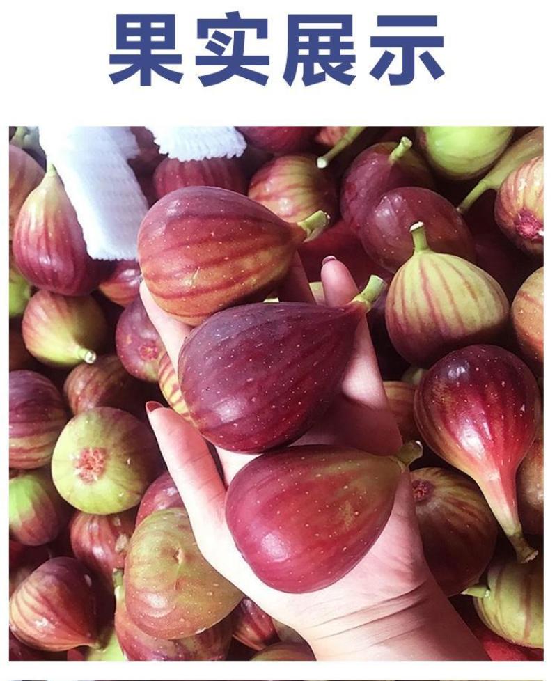 无花果树果苗波姬红特大盆栽地栽矮化南方北方当年结果无花果