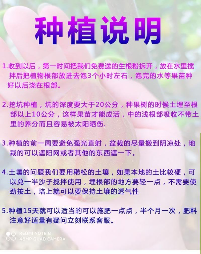 无花果树果苗波姬红特大盆栽地栽矮化南方北方当年结果无花果