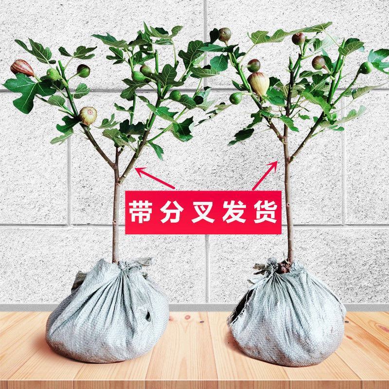无花果树果苗波姬红特大盆栽地栽矮化南方北方当年结果无花果