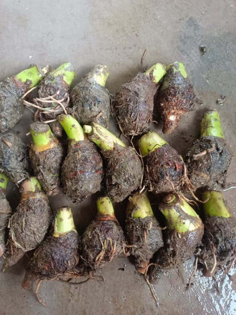 荔浦芋头香芋种苗每一棵都是静心挑选荔浦市直供