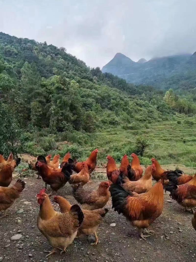 正宗清远阳山鸡