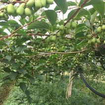 软枣猕猴桃苗果树果苗盆栽当年结果软枣子猕猴桃树果苗南北方