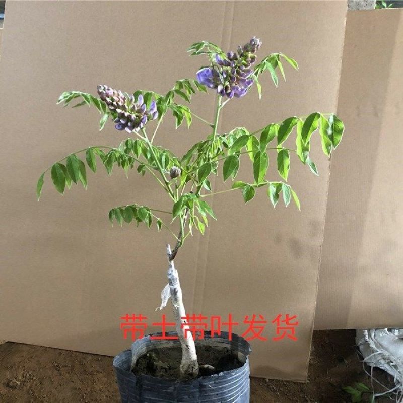 紫藤花苗树苗盆栽紫藤苗日本多花紫藤大苗阳台楼顶攀援爬藤
