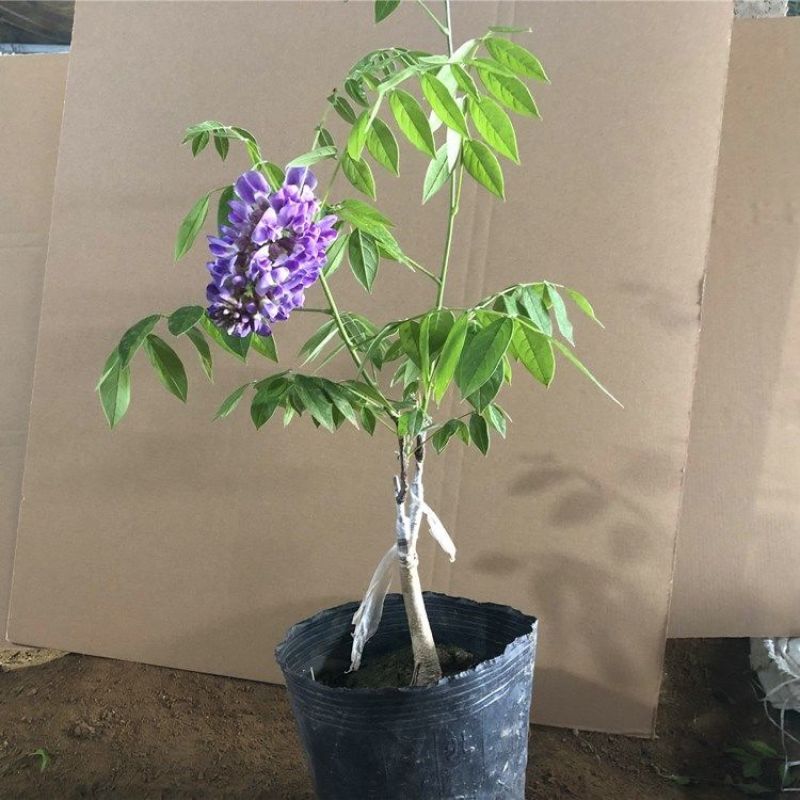 紫藤花苗树苗盆栽紫藤苗日本多花紫藤大苗阳台楼顶攀援爬藤