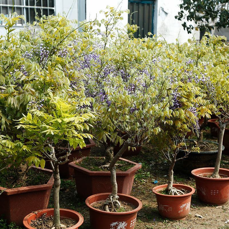 紫藤花苗树苗盆栽紫藤苗日本多花紫藤大苗阳台楼顶攀援爬藤