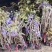 紫藤花苗树苗盆栽紫藤苗日本多花紫藤大苗阳台楼顶攀援爬藤