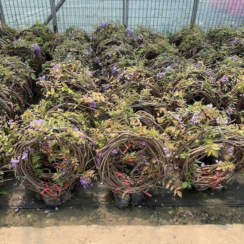 紫藤花苗树苗盆栽紫藤苗日本多花紫藤大苗阳台楼顶攀援爬藤