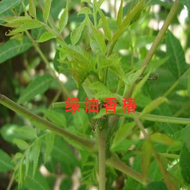 红油香椿树苗緑油香椿苗产量高四级食用矮化盆栽地载香椿树苗
