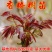 红油香椿树苗緑油香椿苗产量高四级食用矮化盆栽地载香椿树苗