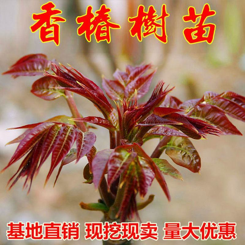 红油香椿树苗緑油香椿苗产量高四级食用矮化盆栽地载香椿树苗