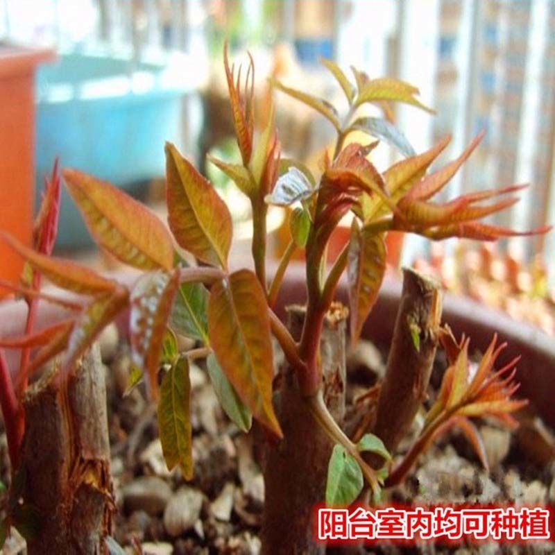 红油香椿树苗緑油香椿苗产量高四级食用矮化盆栽地载香椿树苗
