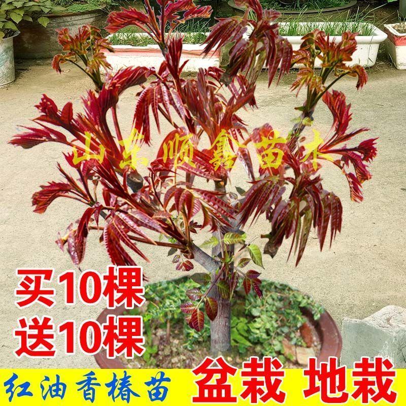 红油香椿树苗緑油香椿苗产量高四级食用矮化盆栽地载香椿树苗