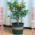 脆皮金桔盆栽原盆原土带果发货可食用四季开花结果室内阳台庭