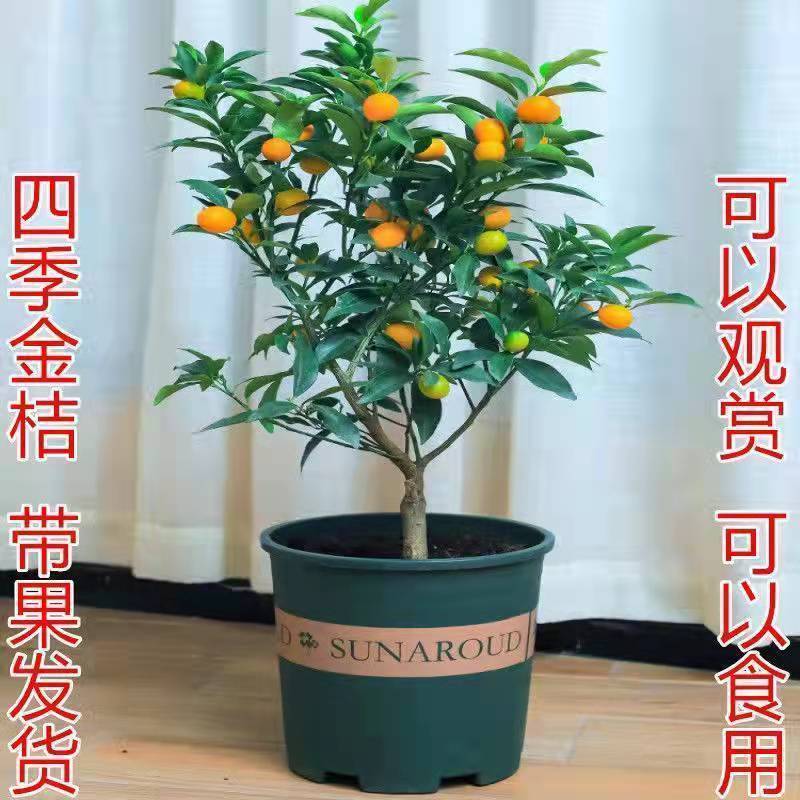 脆皮金桔盆栽原盆原土带果发货可食用四季开花结果室内阳台庭