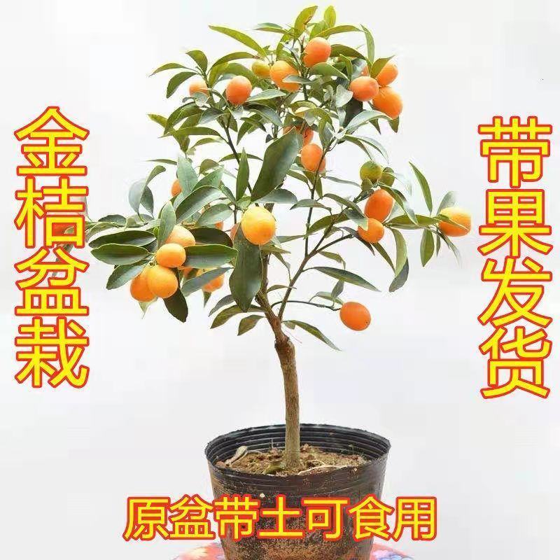脆皮金桔盆栽原盆原土带果发货可食用四季开花结果室内阳台庭