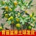脆皮金桔盆栽原盆原土带果发货可食用四季开花结果室内阳台庭