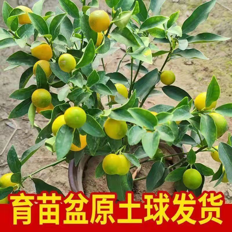 脆皮金桔盆栽原盆原土带果发货可食用四季开花结果室内阳台庭