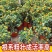 脆皮金桔盆栽原盆原土带果发货可食用四季开花结果室内阳台庭