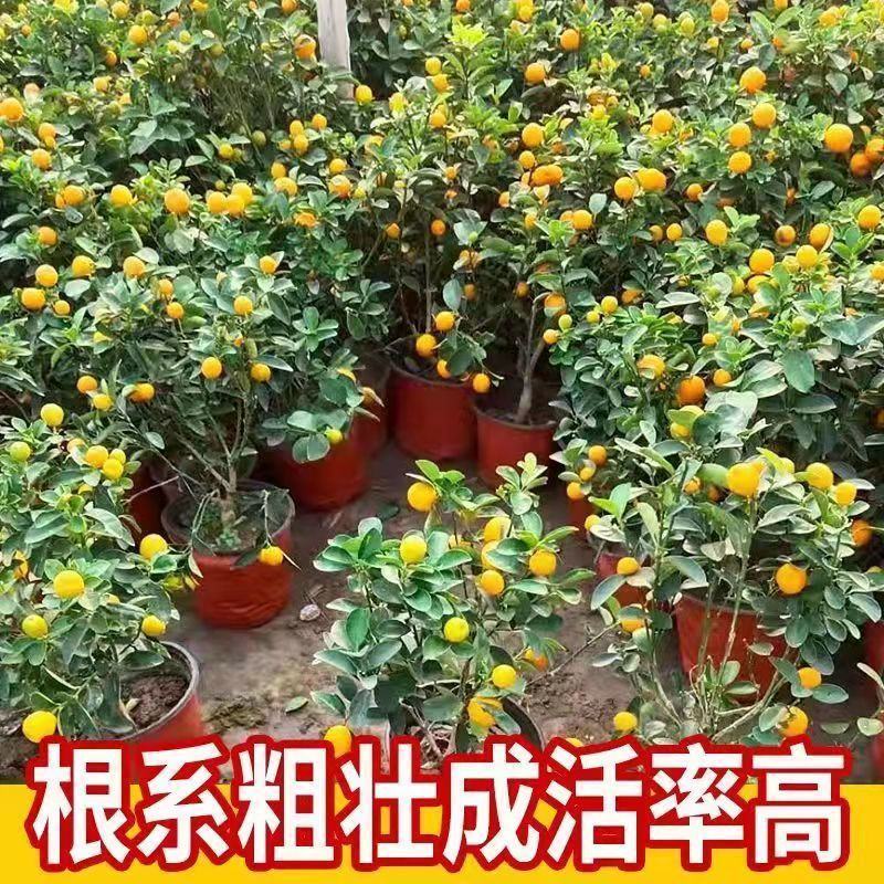 脆皮金桔盆栽原盆原土带果发货可食用四季开花结果室内阳台庭
