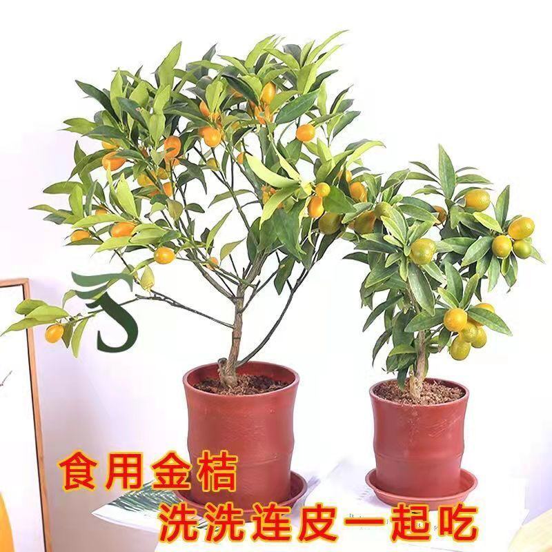 脆皮金桔盆栽原盆原土带果发货可食用四季开花结果室内阳台庭