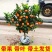 脆皮金桔盆栽原盆原土带果发货可食用四季开花结果室内阳台庭