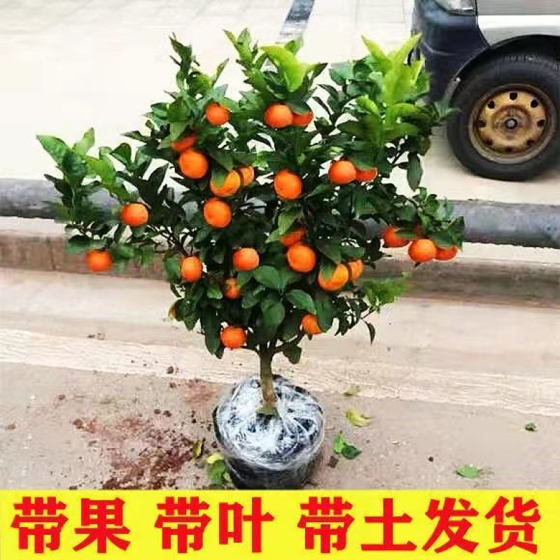 脆皮金桔盆栽原盆原土带果发货可食用四季开花结果室内阳台庭