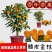 脆皮金桔盆栽原盆原土带果发货可食用四季开花结果室内阳台庭