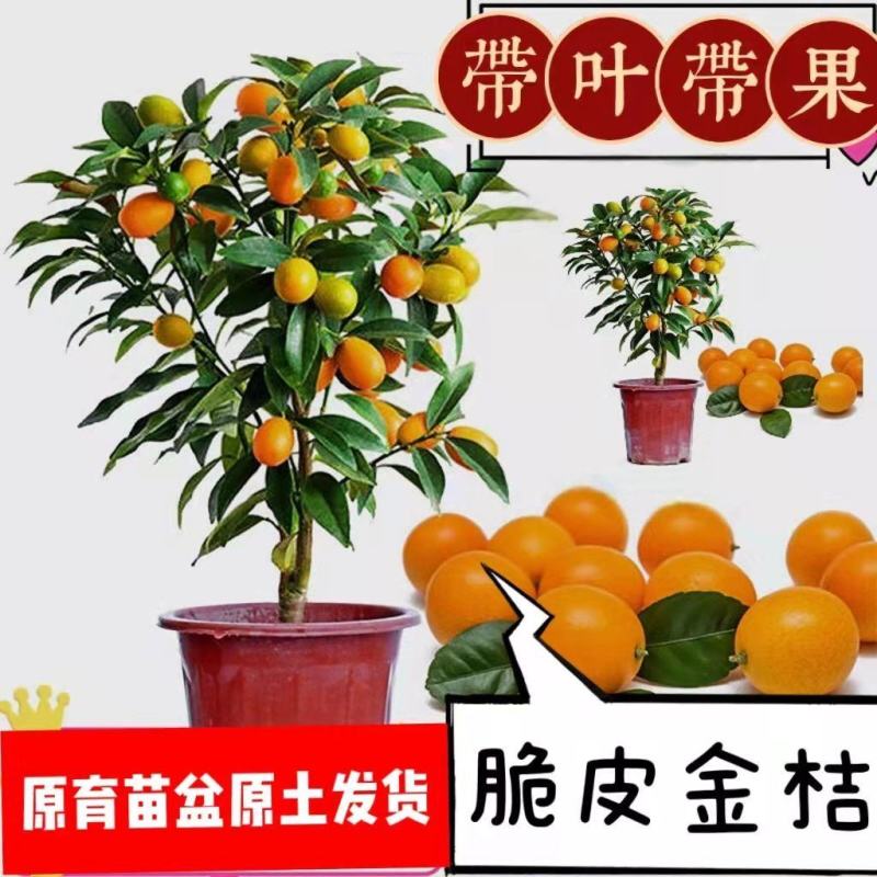 脆皮金桔盆栽原盆原土带果发货可食用四季开花结果室内阳台庭