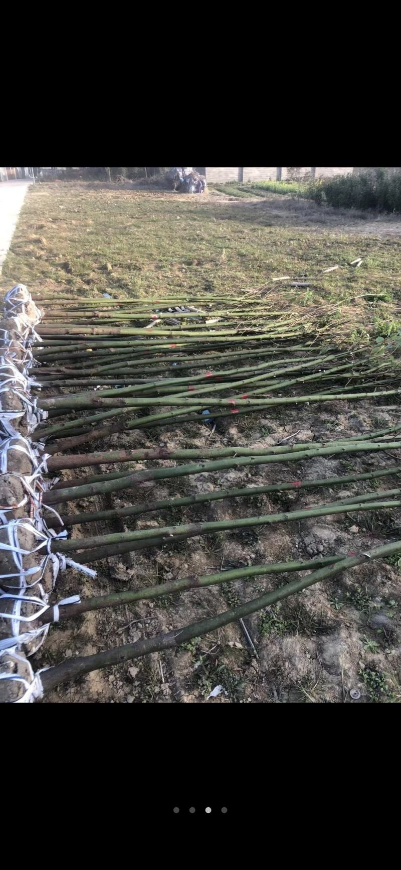 马褂木，15公分价格，18公分马褂木，鹅掌楸价格。