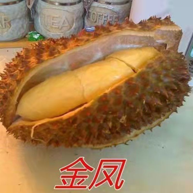 罕见水果榴莲树苗南方种植果树苗阳台四季种植南北方庭院地栽