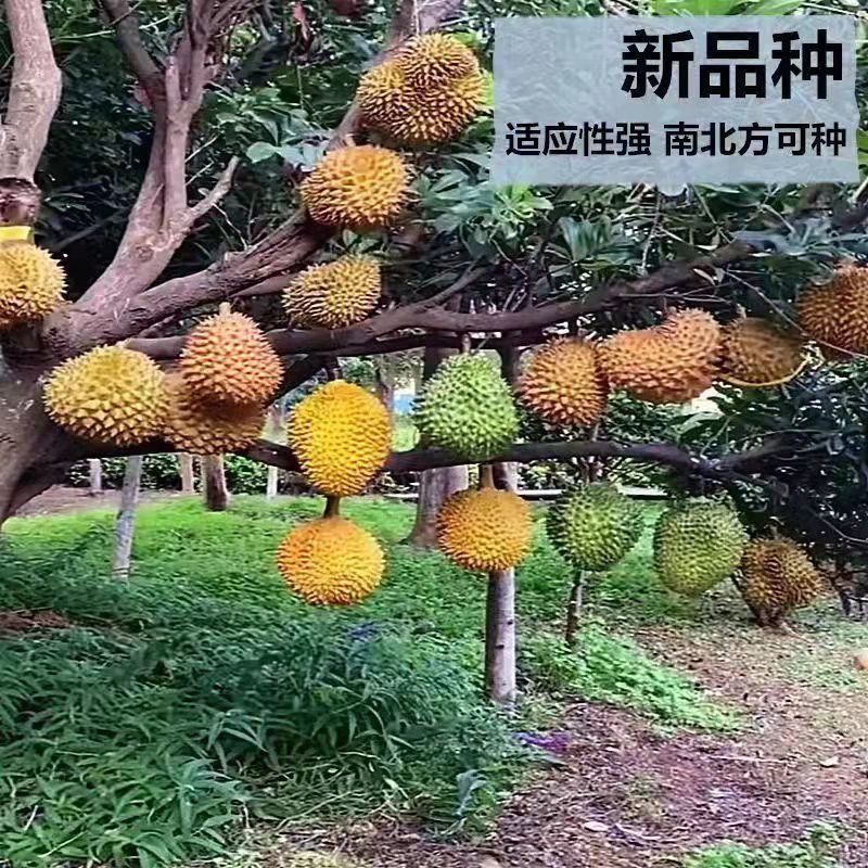 罕见水果榴莲树苗南方种植果树苗阳台四季种植南北方庭院地栽