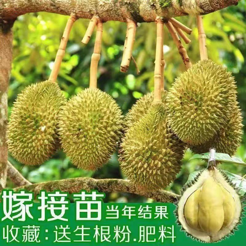 罕见水果榴莲树苗南方种植果树苗阳台四季种植南北方庭院地栽