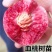 嫁接桃树苗新品种特大血桃树苗盆栽地栽矮化南方北方种植当年