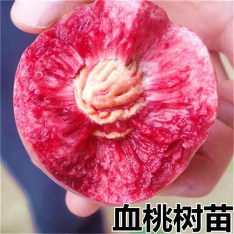嫁接桃树苗新品种特大血桃树苗盆栽地栽矮化南方北方种植当年