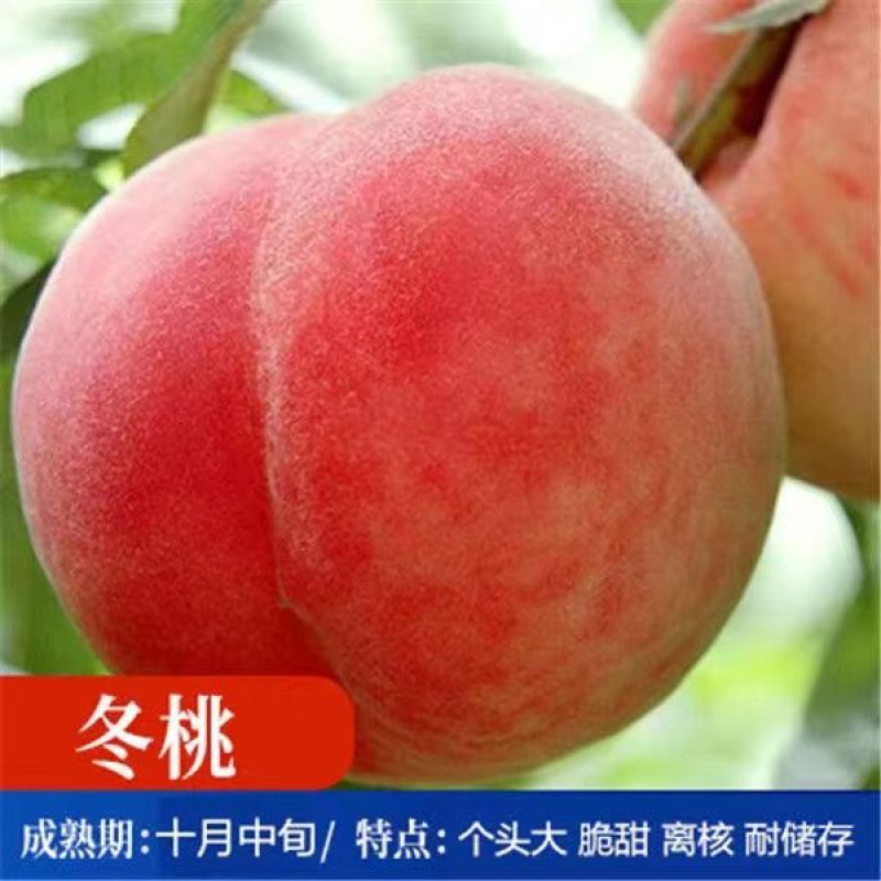 嫁接桃树苗新品种特大血桃树苗盆栽地栽矮化南方北方种植当年