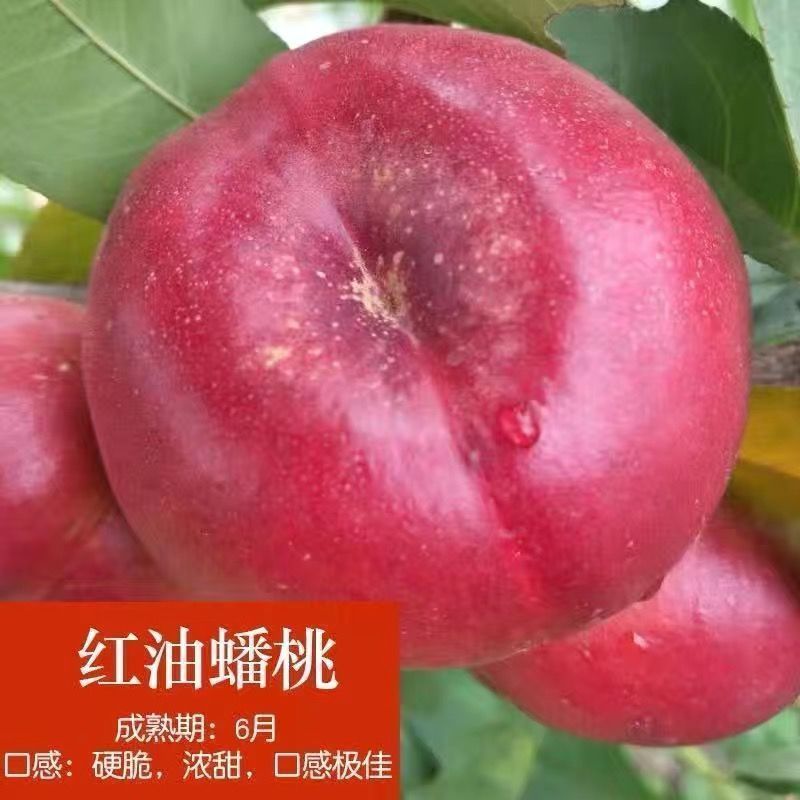 嫁接桃树苗新品种特大血桃树苗盆栽地栽矮化南方北方种植当年