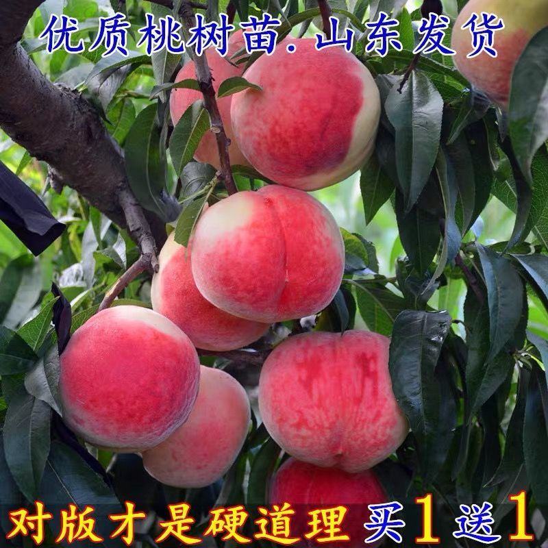 嫁接桃树苗新品种特大血桃树苗盆栽地栽矮化南方北方种植当年
