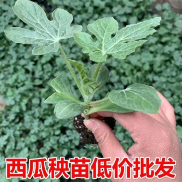 西瓜苗8424嫁接苗带土幼苗无籽美都麒麟早熟秧苗大苗大棚