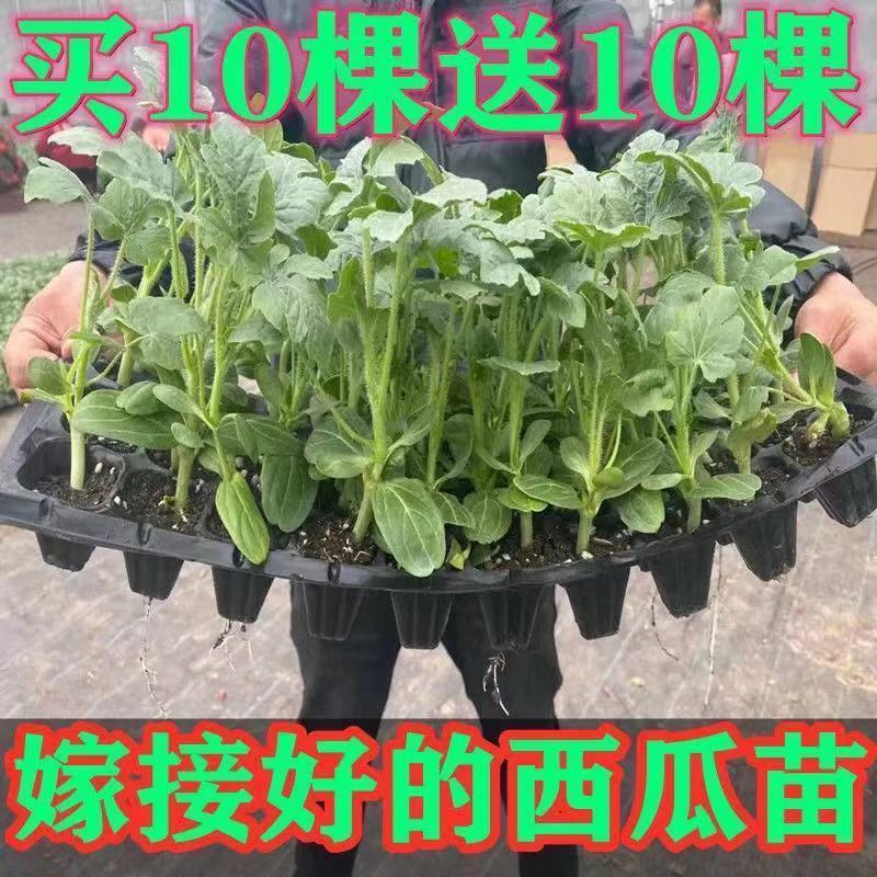 西瓜苗8424嫁接苗带土幼苗无籽美都麒麟早熟秧苗大苗大棚
