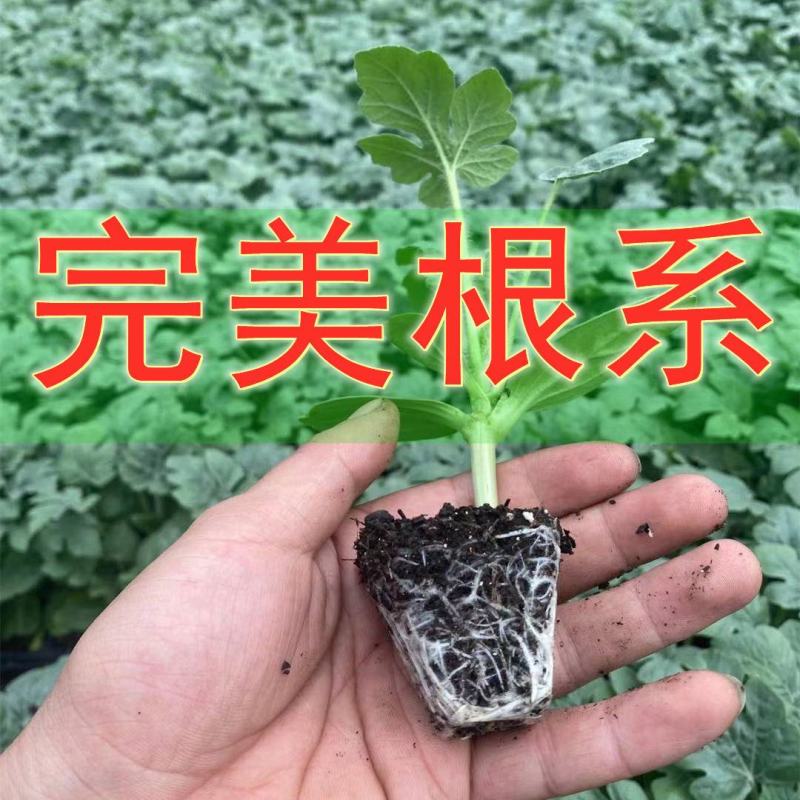 西瓜苗8424嫁接苗带土幼苗无籽美都麒麟早熟秧苗大苗大棚