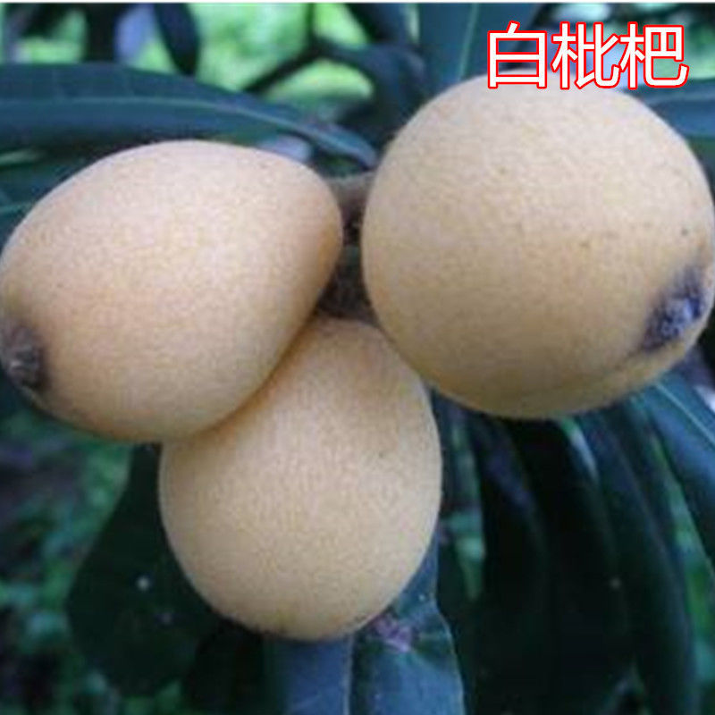 重庆新品种枇杷苗嫁接特大无核五星枇杷树苗果树南方种植当年