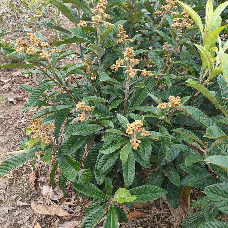 重庆新品种枇杷苗嫁接特大无核五星枇杷树苗果树南方种植当年