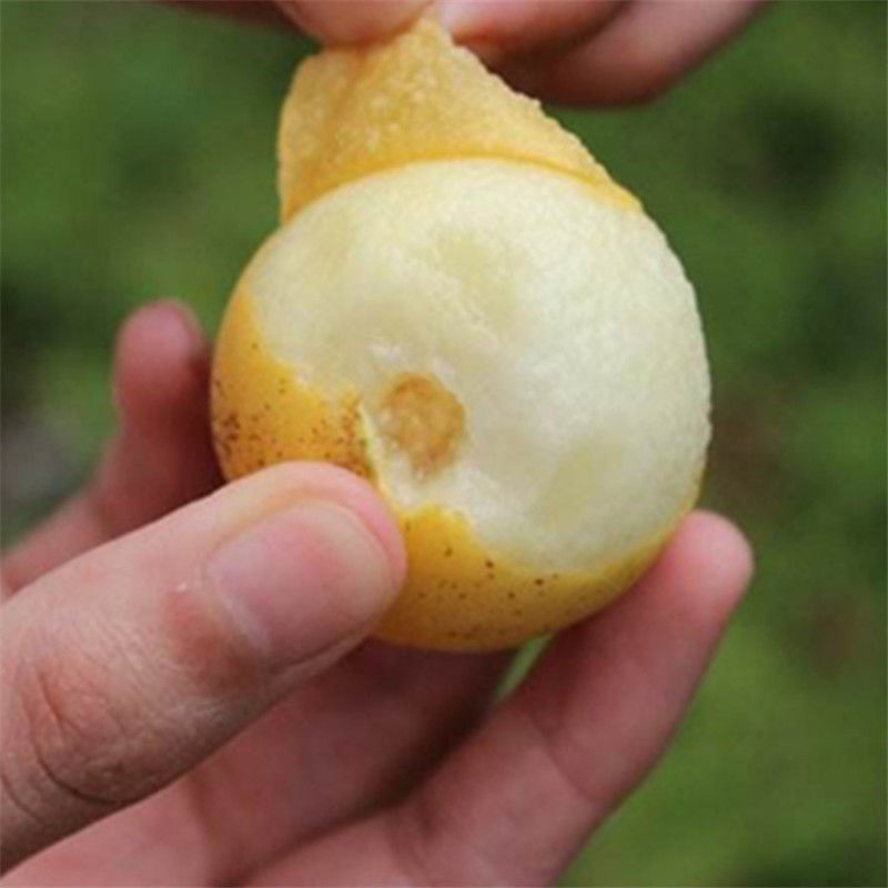 重庆新品种枇杷苗嫁接特大无核五星枇杷树苗果树南方种植当年