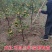 甜脆柿子树苗太秋柿子树苗嫁接无核脆甜柿子苗